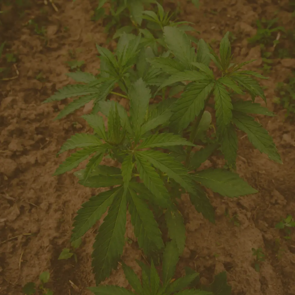 Comment Trouver un Grossiste en CBD