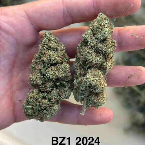 BZ1-GH-CBD