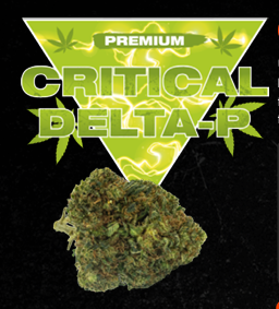 CBD B2B : Grossiste en fleurs, résines et produits CBD pour professionnels 5 Critical Delta-P Premium – Fleur Packagée