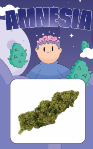 Amnesia CBD