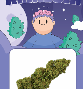 Gelato X CBD 2 fleurs cbd amnesia